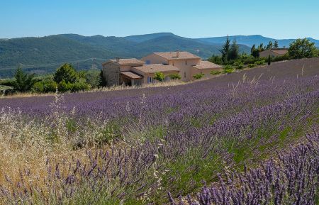G&icirc;te n&deg;G14383 Cruis - Alpes-de-Haute-Provence - Les champs de lavande autour du g&icirc;te