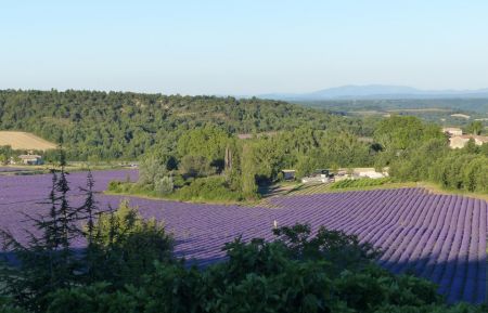Chambre d'h&ocirc;tes n&deg;G321123 Moustiers-Sainte-Marie - Alpes-de-Haute-Provence - Vue sur champs de lavandes devant la maison d'h&ocirc;tes du petit S&eacute;gri&egrave;s